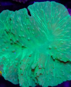 Wysiwyg Cabbage Leather Coral (C31)