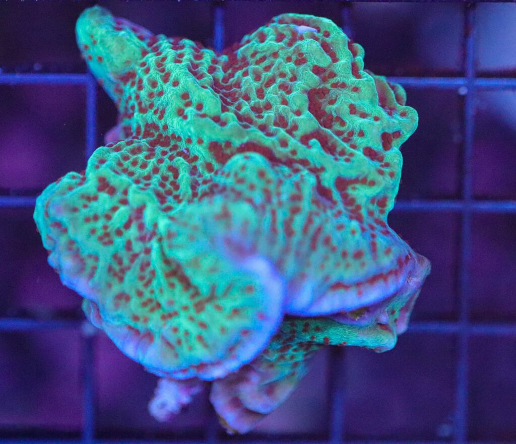 Frag Box Corals