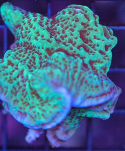 Wysiwyg Jedi Mind Trick Montipora Coral (C81) FREE SHIPPING! Min $199 Livestock Spend