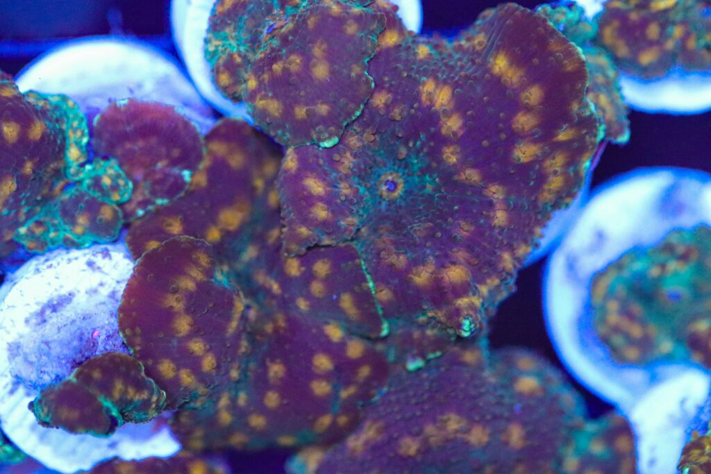 Frag Box Corals
