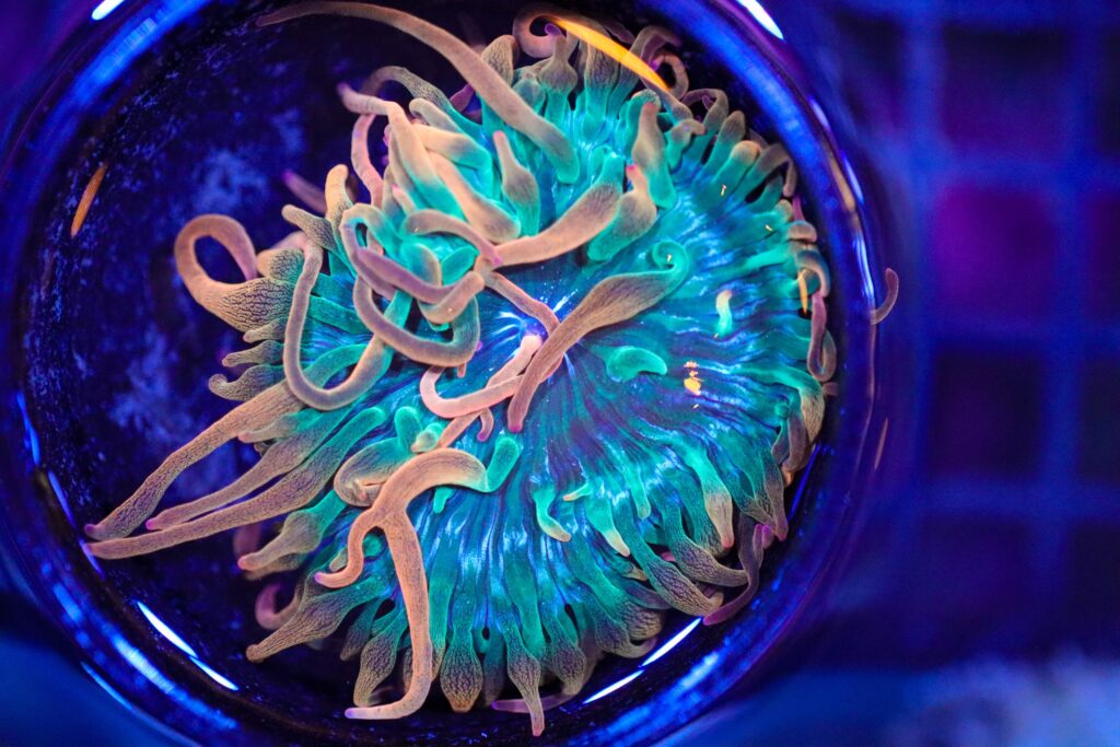 Frag Box Corals