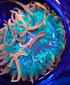 Wysiwyg Flame Tip Bubbletip Anemone (C140)