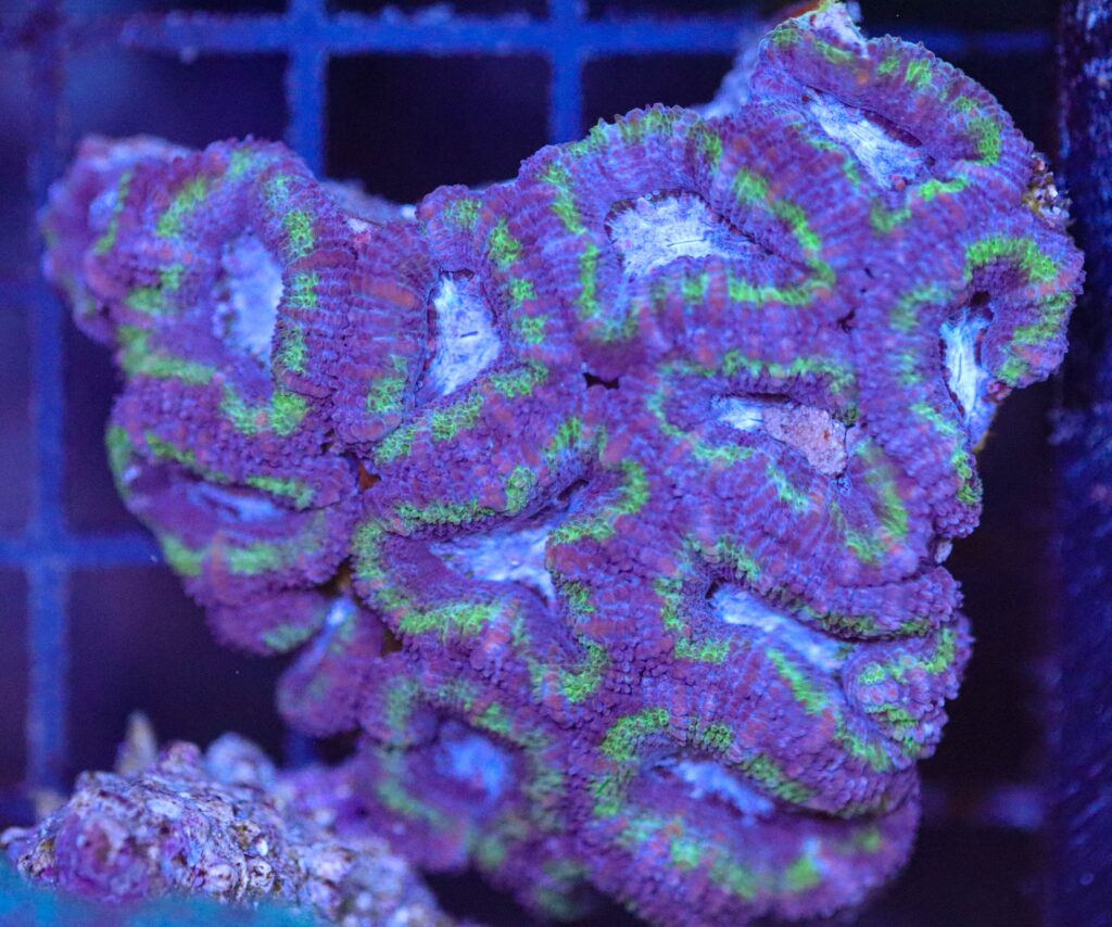Frag Box Corals