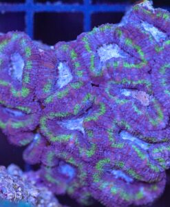 Wysiwyg Acan Coral Colony (C159)