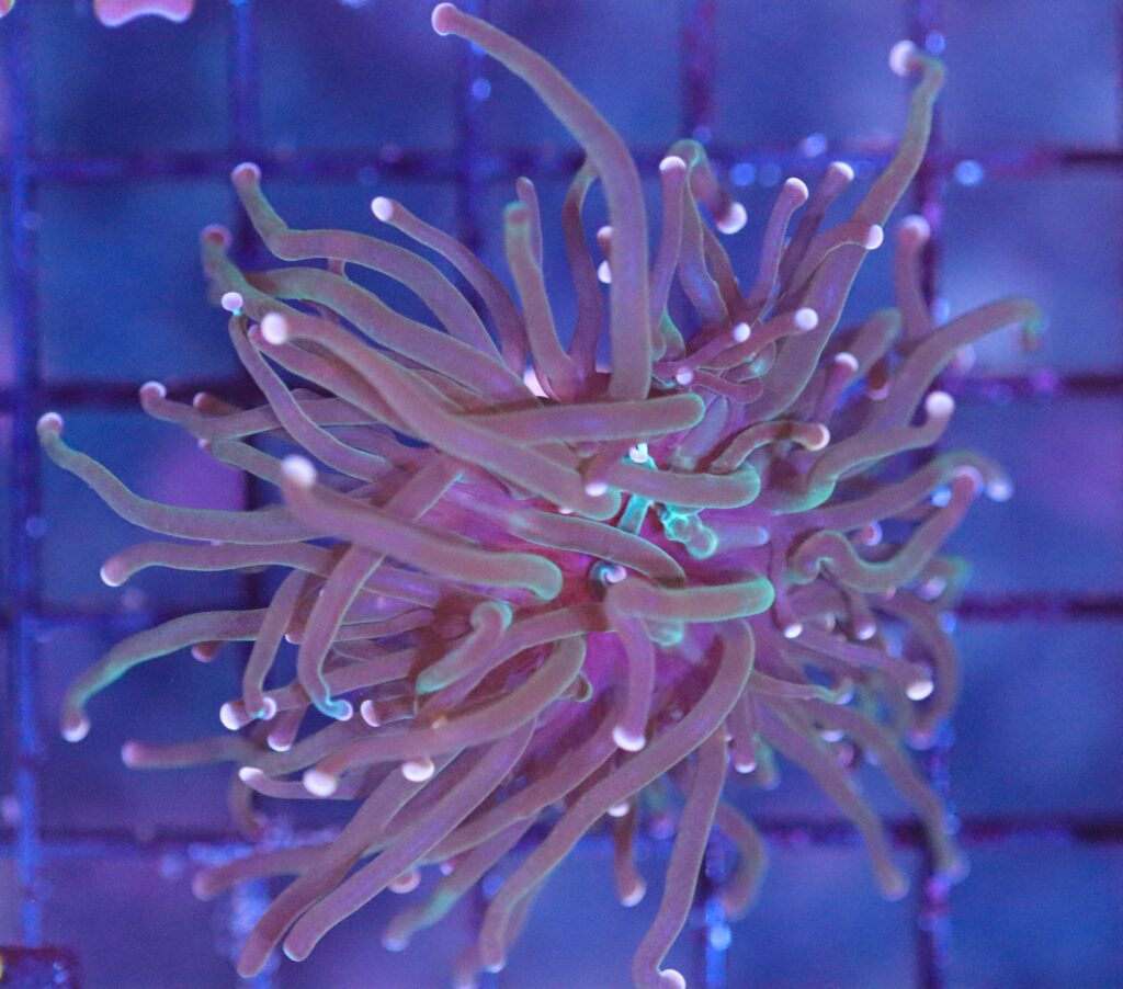 Frag Box Corals