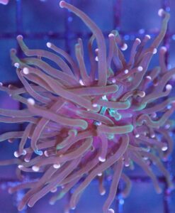 Wysiwyg Torch Coral (C7)