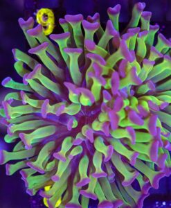 Wysiwyg Green Purple Tips Hammer Coral (C8)