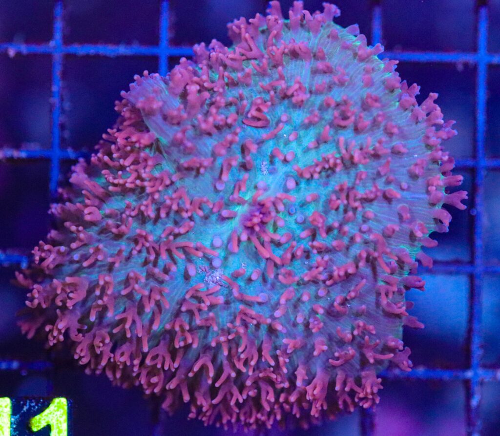 Frag Box Corals