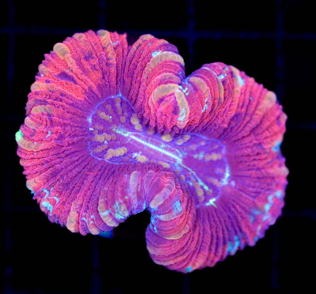 Frag Box Corals