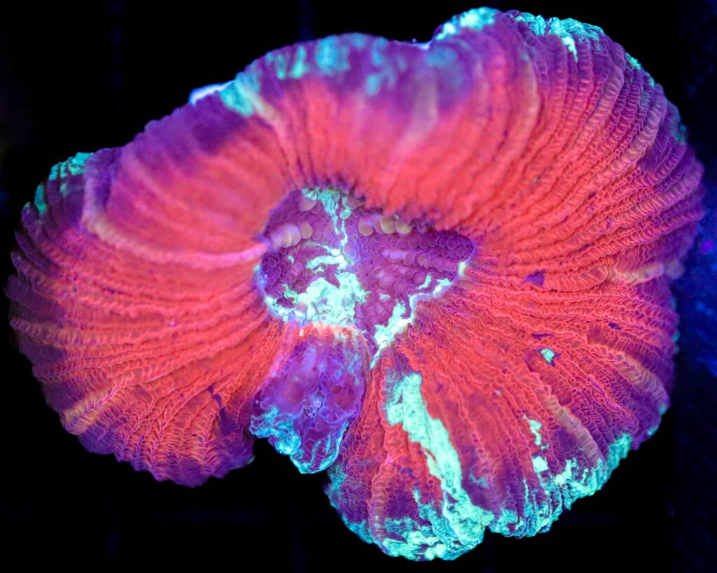 Frag Box Corals