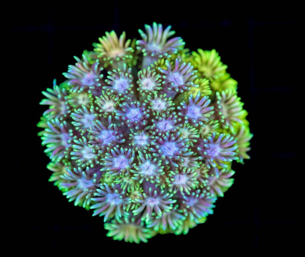 Frag Box Corals
