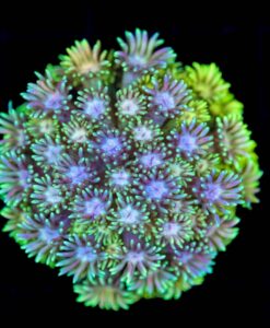 Wysiwyg Goniopora Coral (C135)