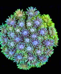 Wysiwyg Yellow Goniopora Coral *rare color* (C135) *Free shipping $149 minimum spend*