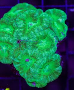 Wysiwyg Bright Green Acan Coral (C121)
