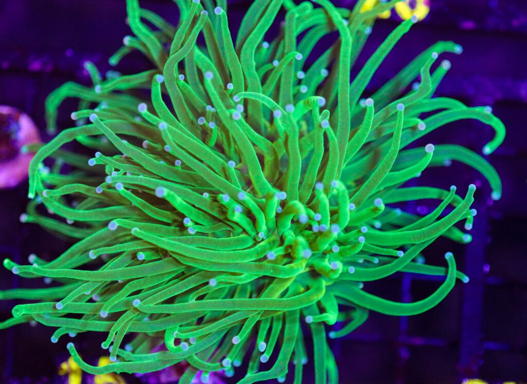 Frag Box Corals