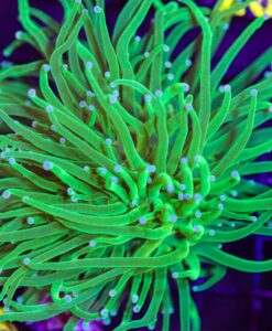 Wysiwyg  Bright Green Torch Coral (C15)