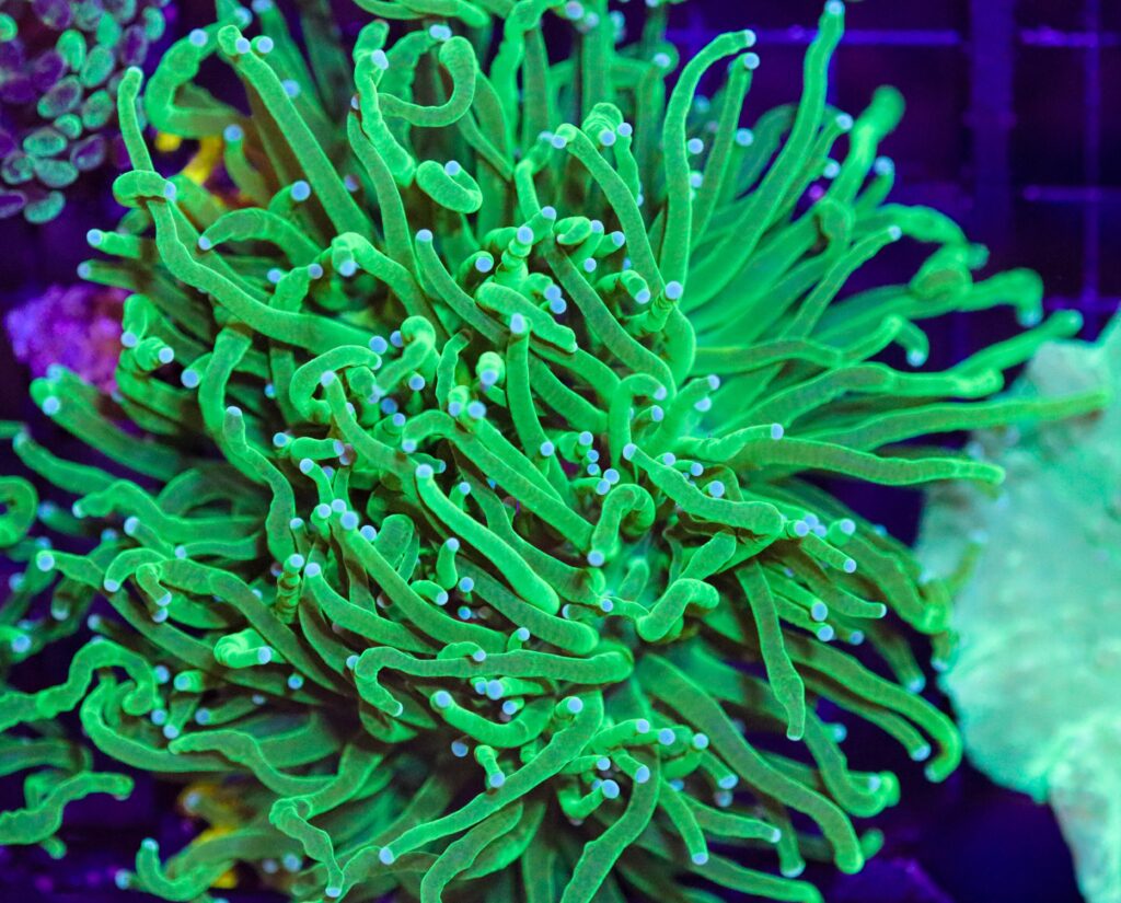 Frag Box Corals