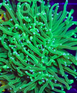 Wysiwyg Bright Green Torch Coral (C21)