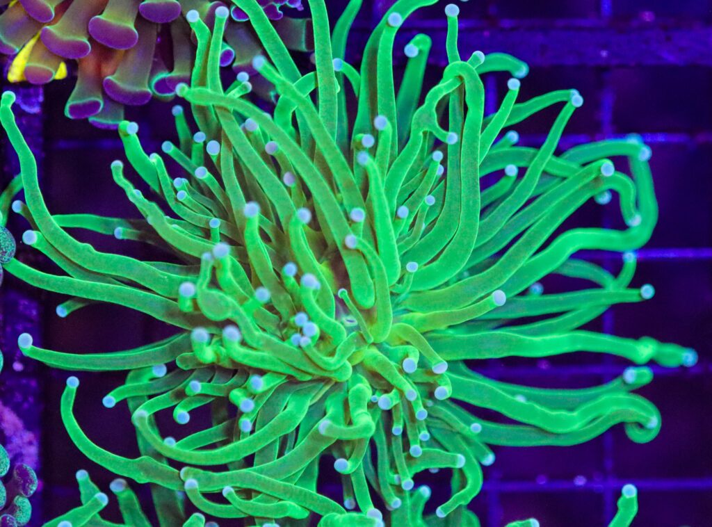 Frag Box Corals