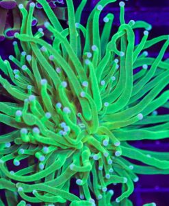 Wysiwyg Bright Green Torch Coral (C22)