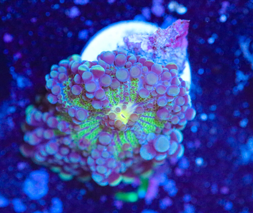 Frag Box Corals