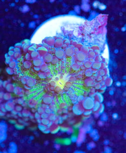 Wysiwyg Yuma Frag [F5]