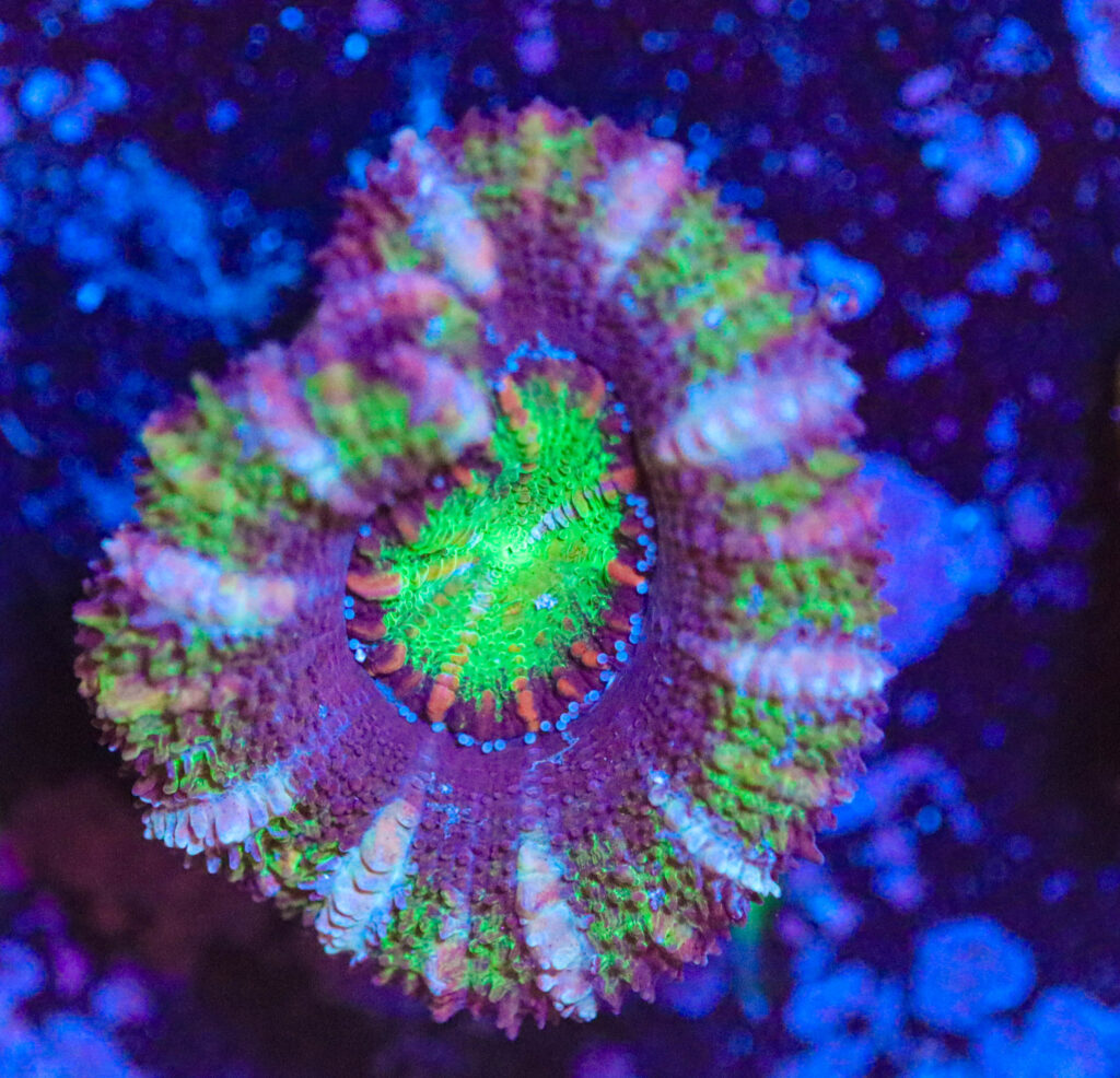 Frag Box Corals