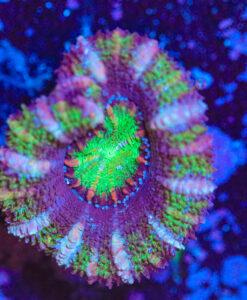 Wysiwyg Giga Drain Acan Frag [F11]