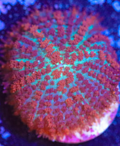 Wysiwyg Rhodactis Mushroom Frag [F15]