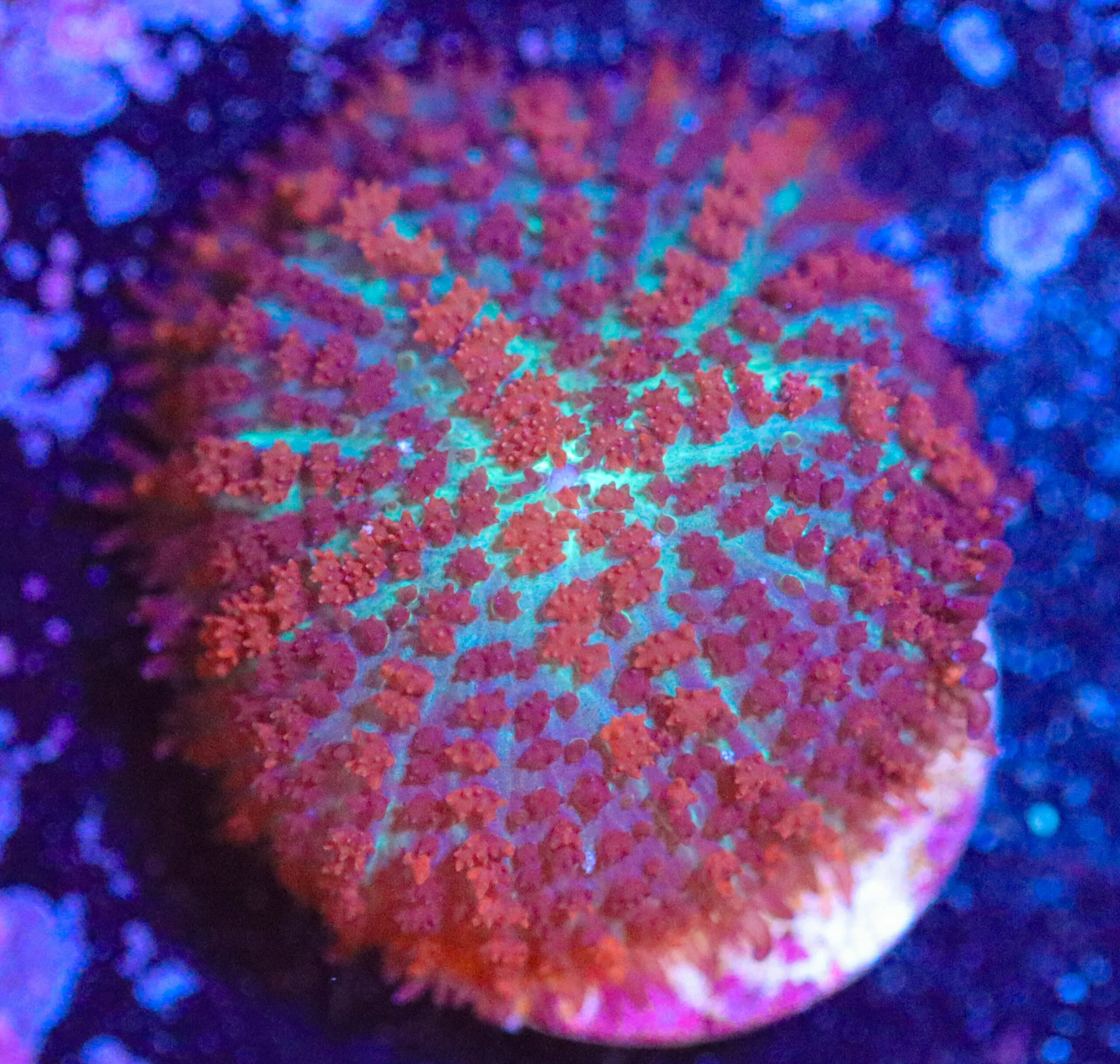 Frag Box Corals