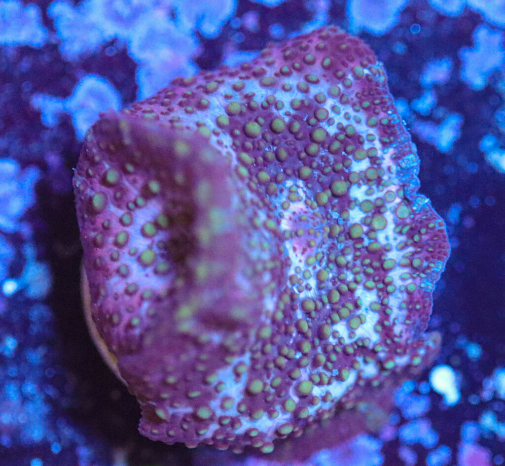 Frag Box Corals