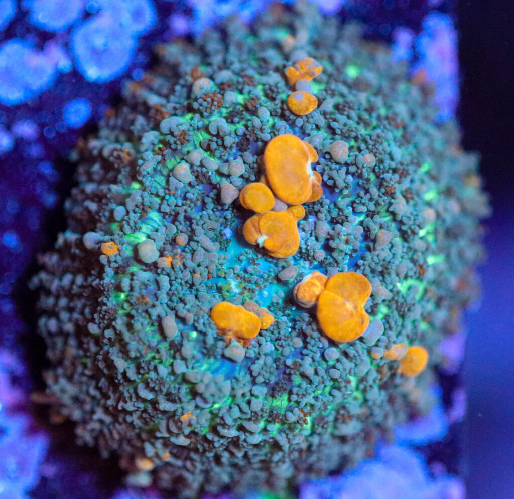 Frag Box Corals