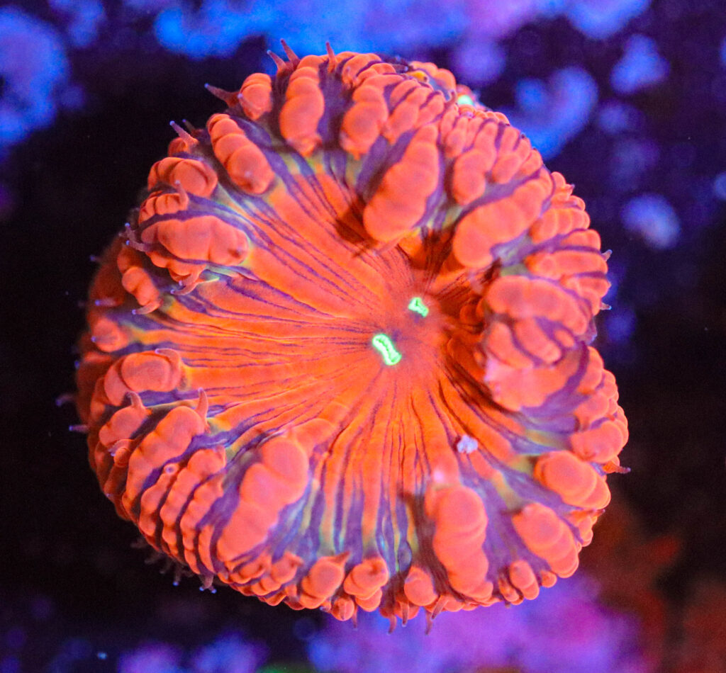 Frag Box Corals