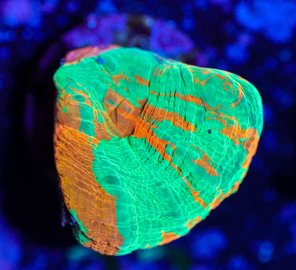 Frag Box Corals