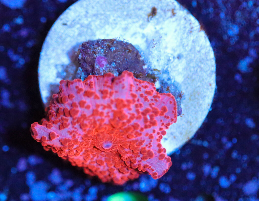Frag Box Corals