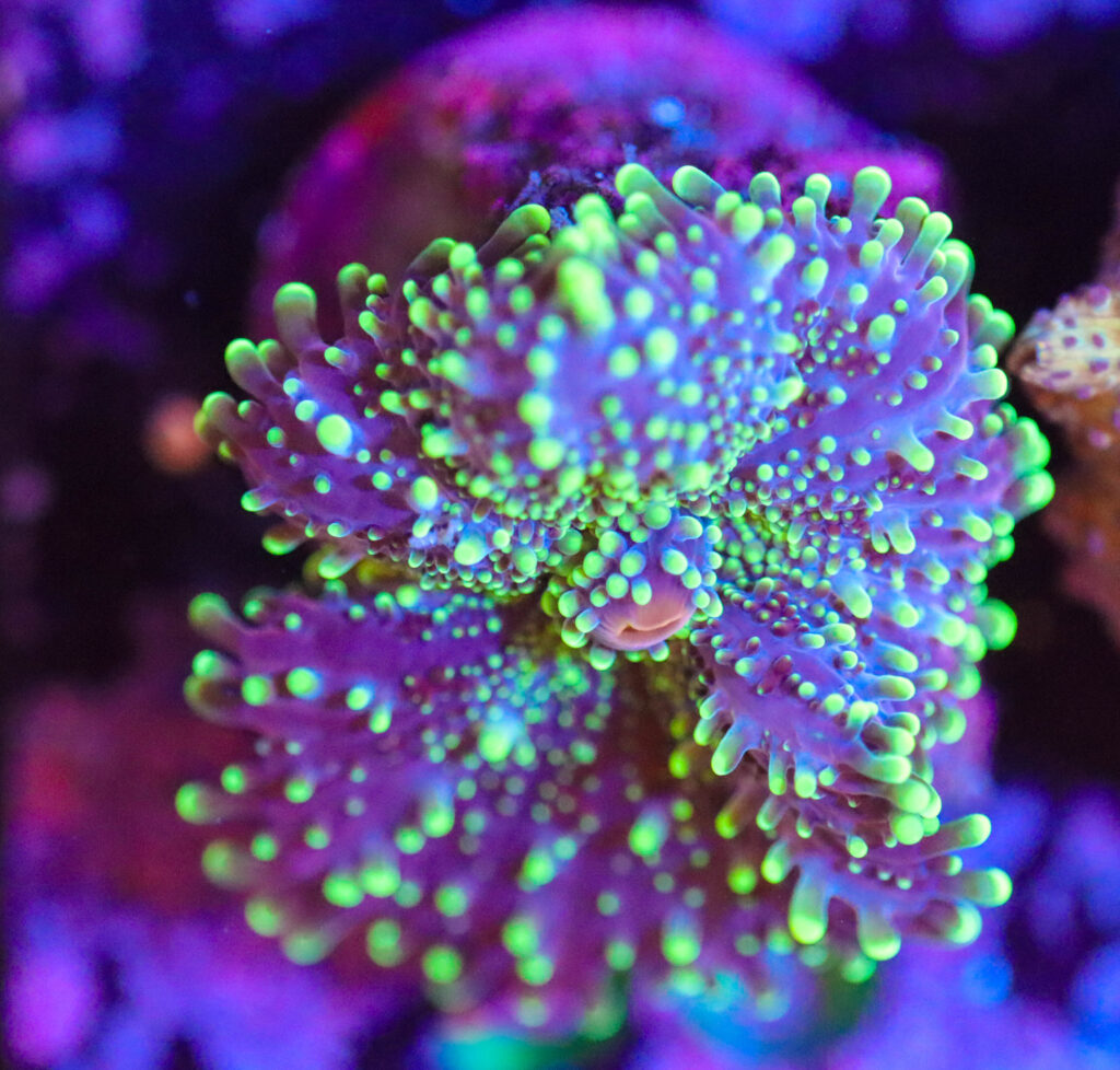 Frag Box Corals