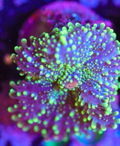 Wysiwyg Ricordea Mushroom Frag [F36]