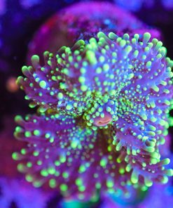 Wysiwyg Ricordea Yuma Mushroom Frag [F36]