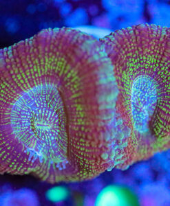 Wysiwyg Acan Frag [F39]