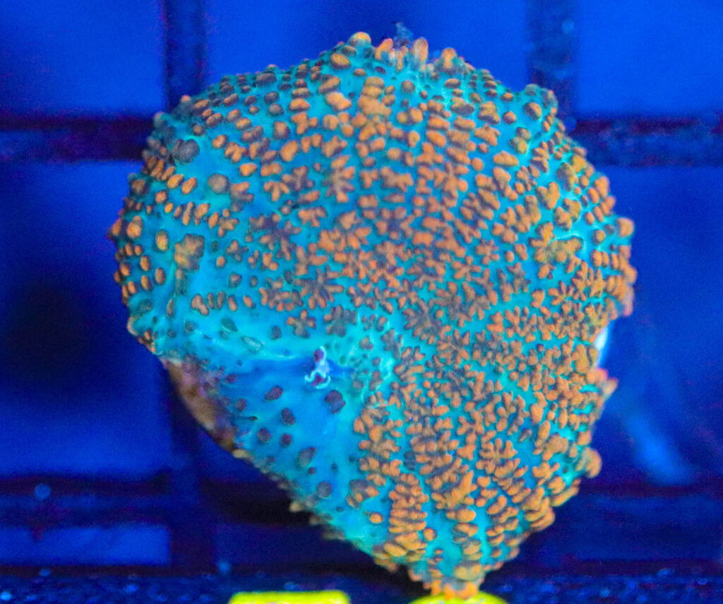 Frag Box Corals