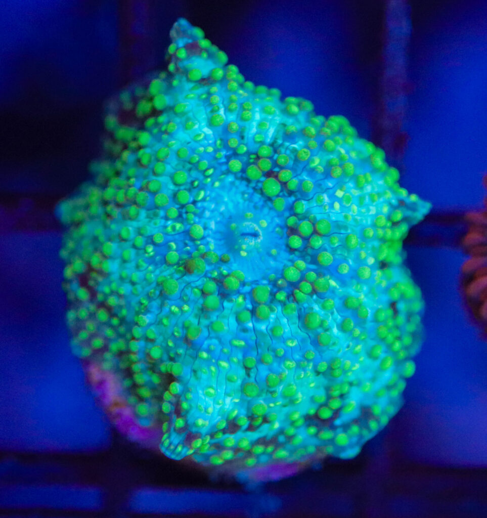 Frag Box Corals
