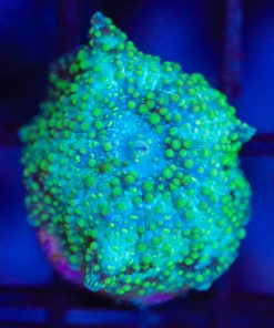 Wysiwyg Teal Northern Lights Msuhroom Frag  [F54]