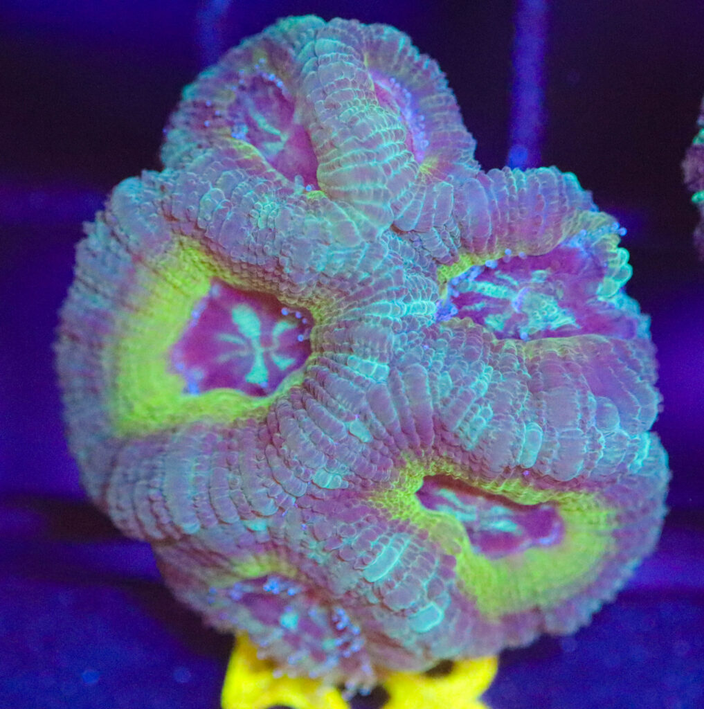 Frag Box Corals