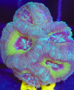 Wysiwyg Acan Frag  [F58]