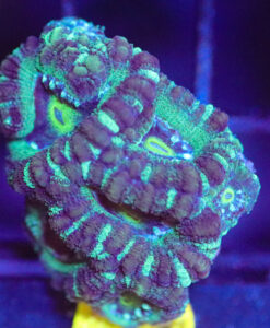 Wysiwyg Acan Frag [F59]