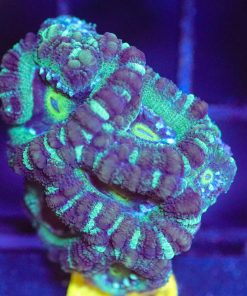 Wysiwyg Acan Frag [F59]