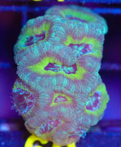 Wysiwyg Acan Frag  [F60]