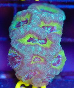Wysiwyg Acan Frag  [F60]