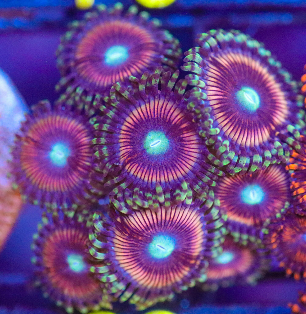 Frag Box Corals