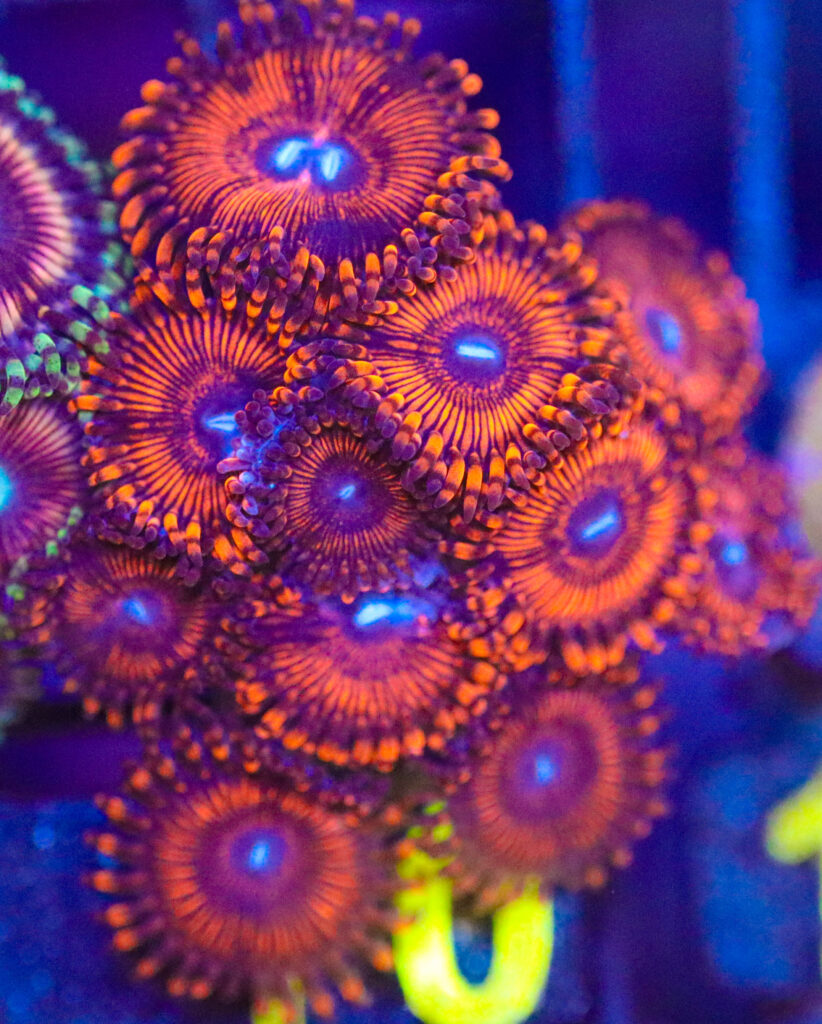 Frag Box Corals